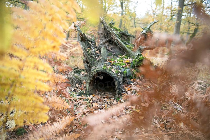 Deadwood structure in Diesfordt forest