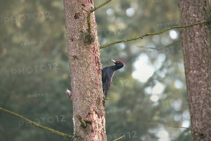Black woodpecker