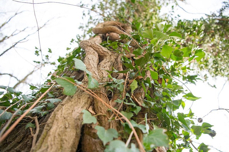 Common ivy