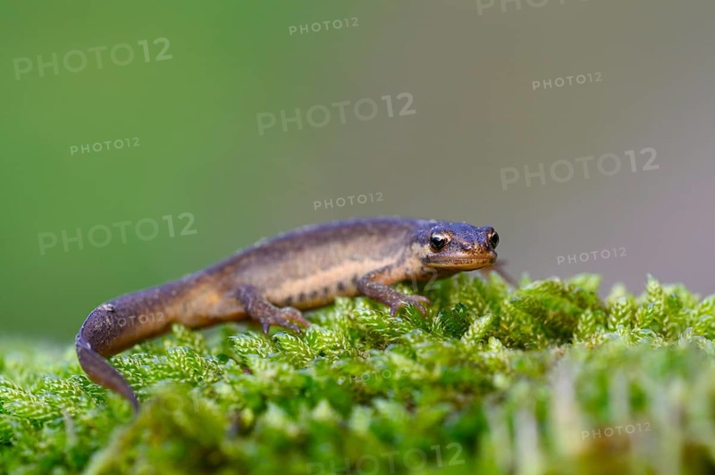 Common newt
