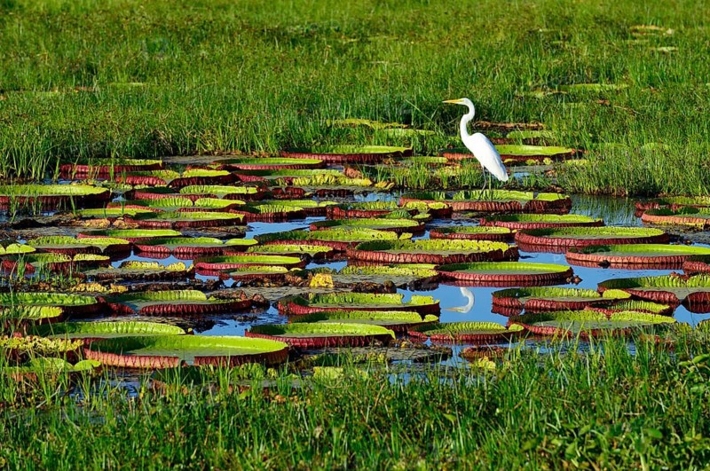 Great egret