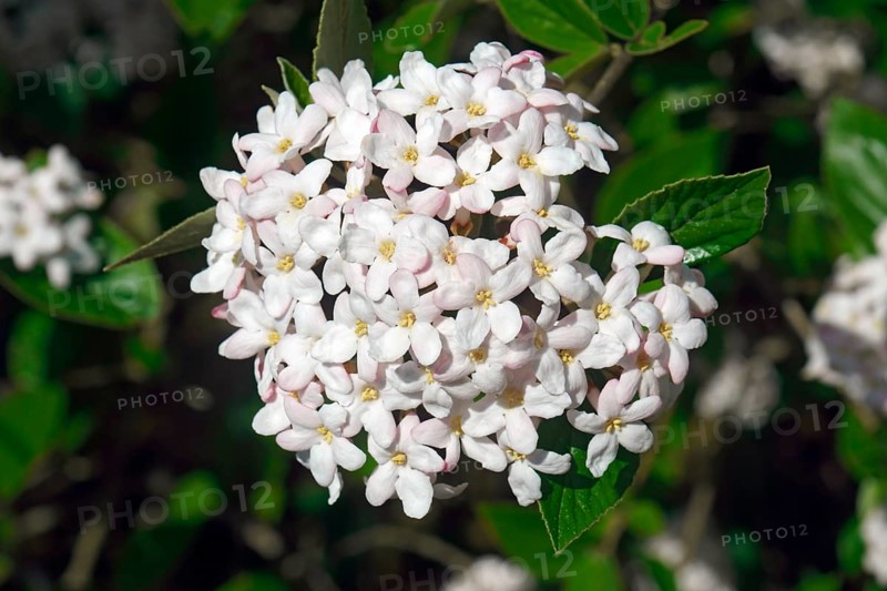 Burkwood viburnum