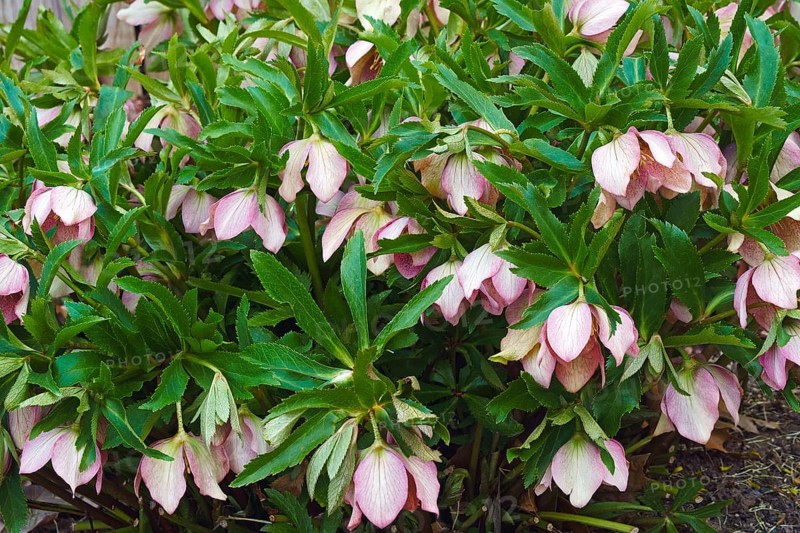 Lenten rose