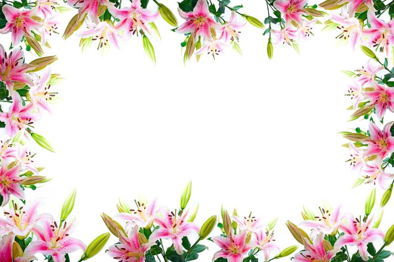 Lily flowers composition frame over white copyspace