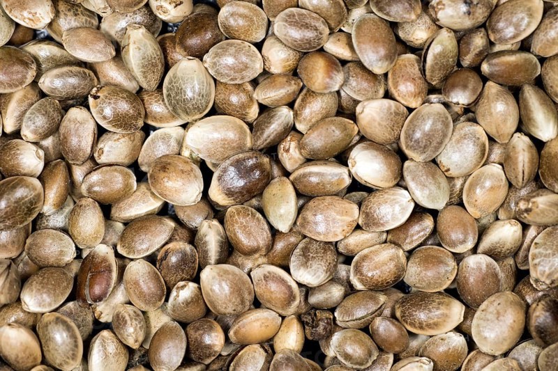 Hemp