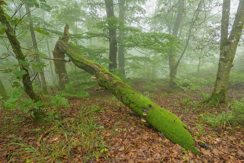 Mountain forest on a misty morning on mountain peak