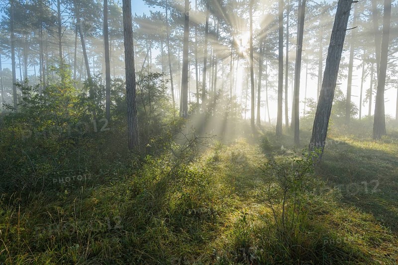 Forest in the morning with fog and sun
