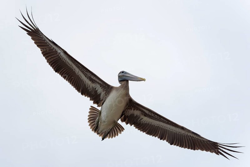 Brown pelican