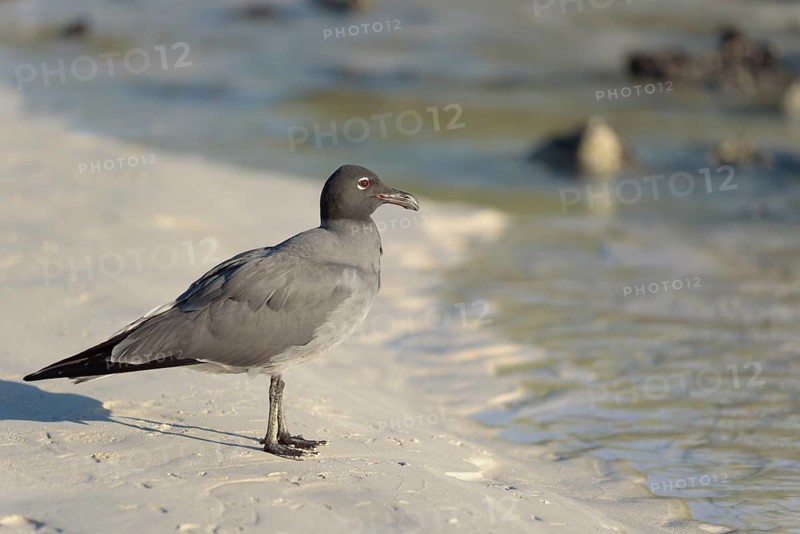 Lava gull