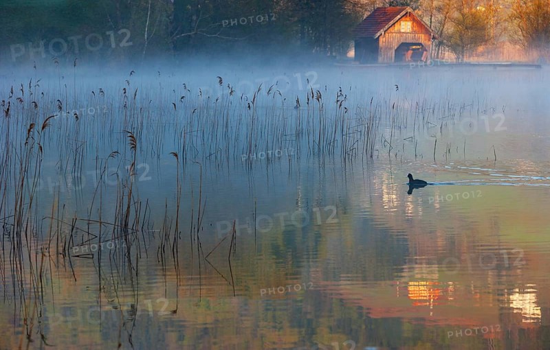 Morning fog with coot in the reed belt of the Irrsee