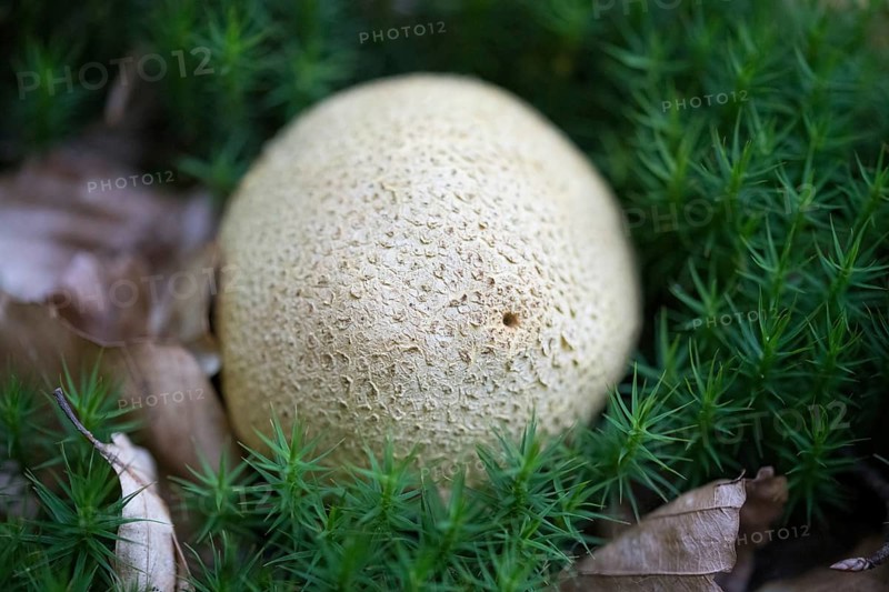 Earthball