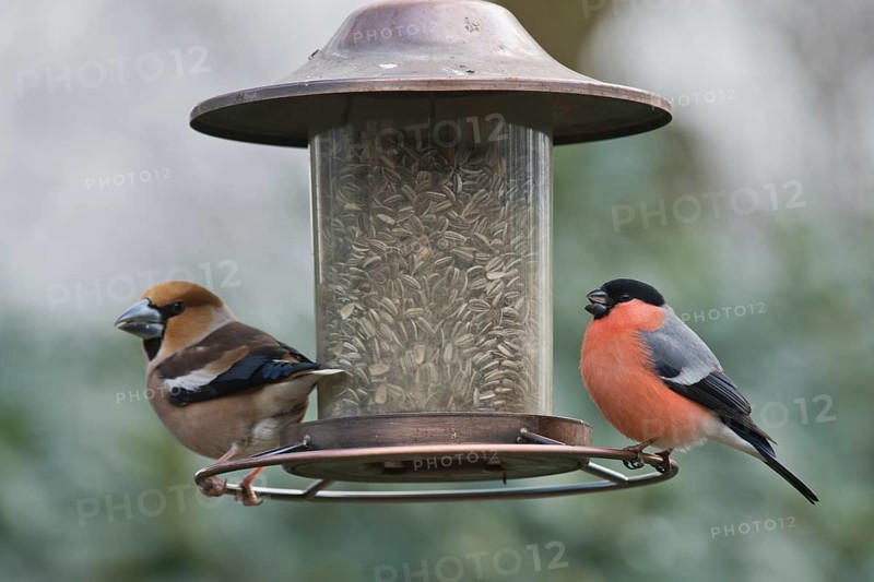 Eurasian bullfinch