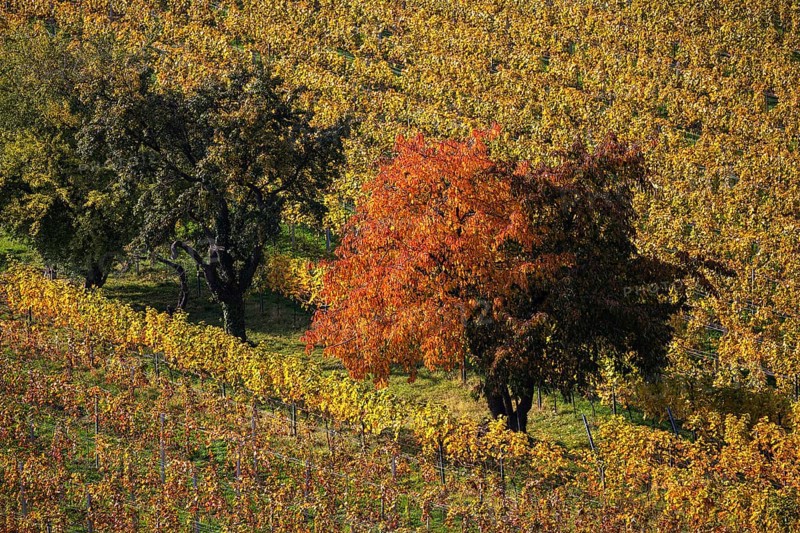 Vineyard
