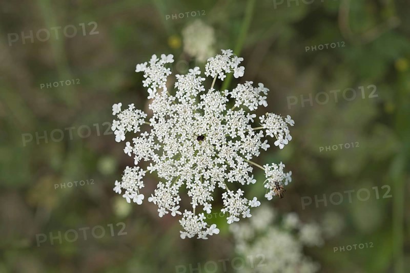 Wild carrot