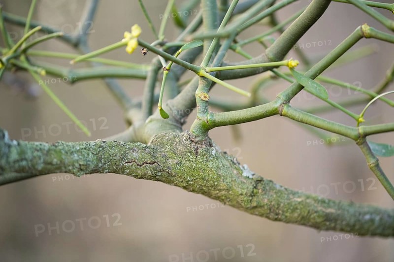 European mistletoe