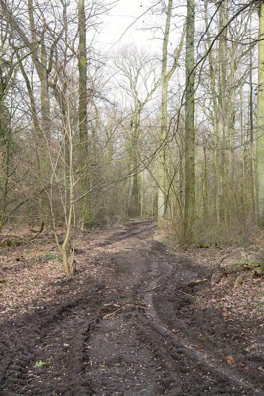 Forestry in the forest