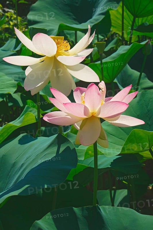 Sacred lotus