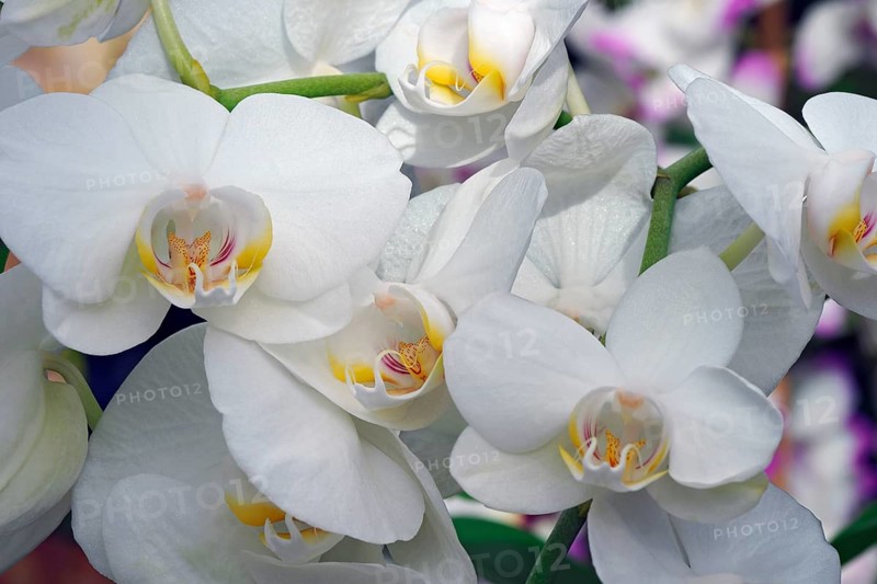 Moth orchid