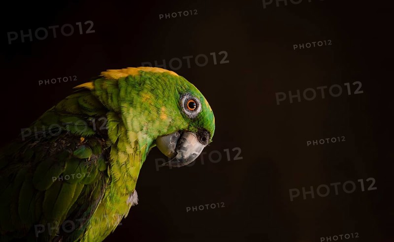 Close up of a green feathered parrot