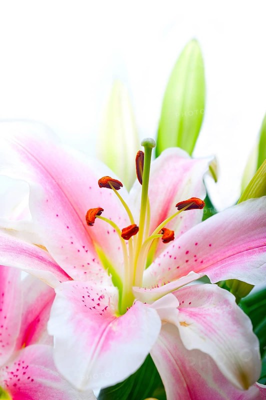 Pink lily flower bunch bouquet over white copyspace