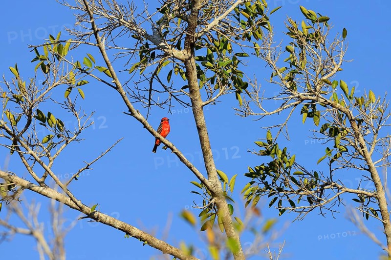 Vermilion flycatcher