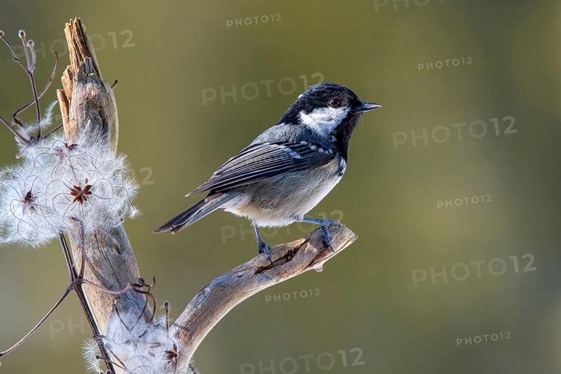 Coal tit