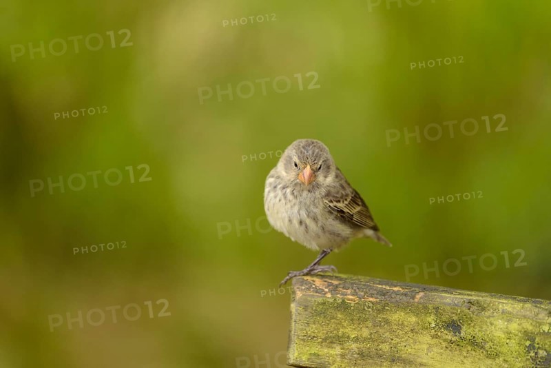 Darwin Finch