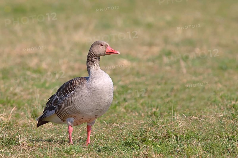 Greylag goose