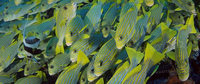 Very big school of Ribboned sweetlips