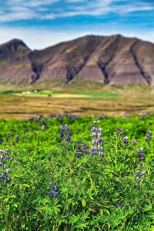 Blue flowering nootka lupins