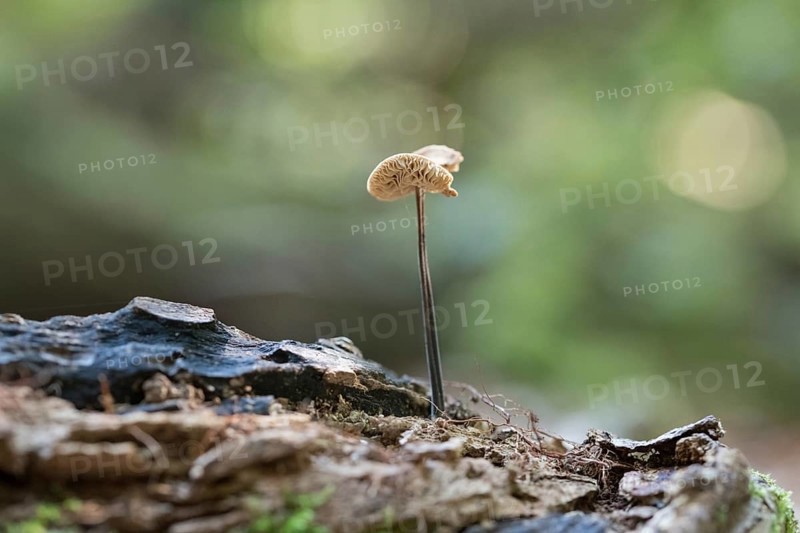 Marasmius alliaceus