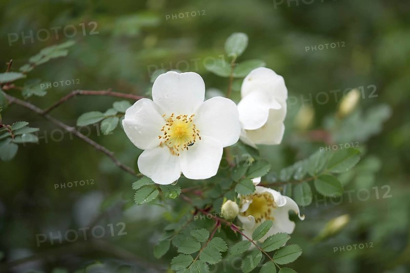 Burnet rose