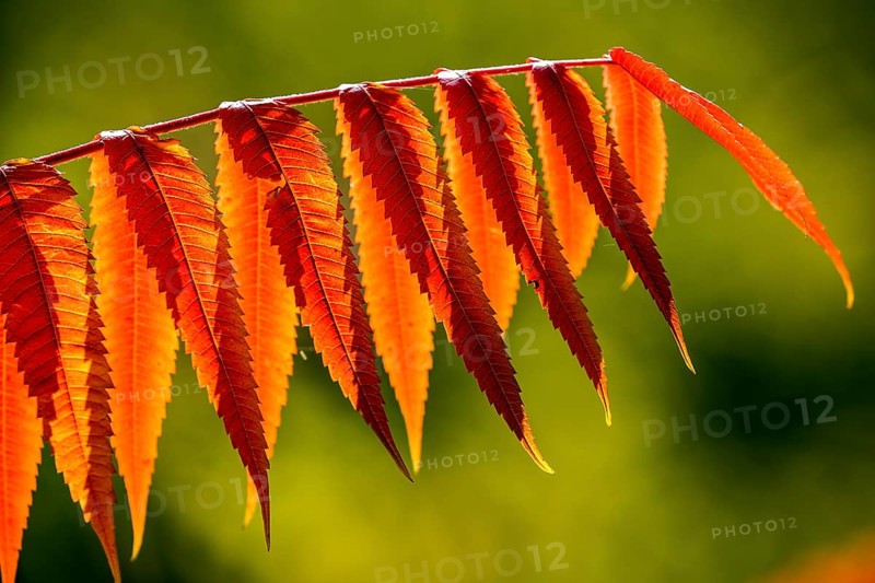 Leaf of the staghorn sumac