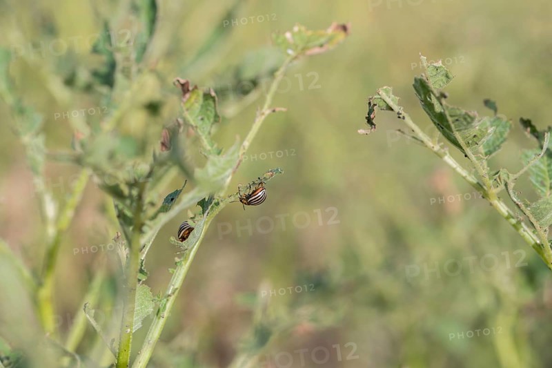 Colorado potato beetle