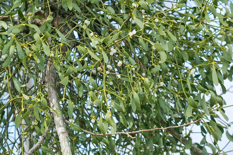 European mistletoe