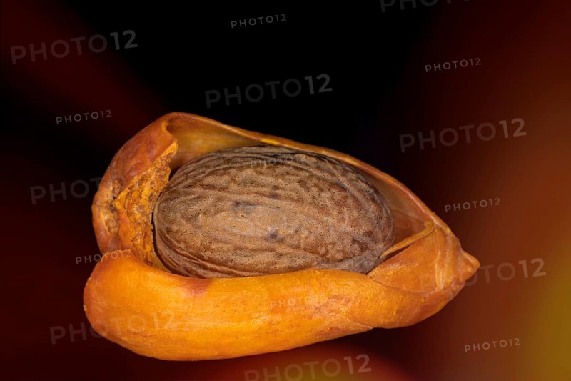 Eine Muskatnuss liegt im getrockneten Samenmantel