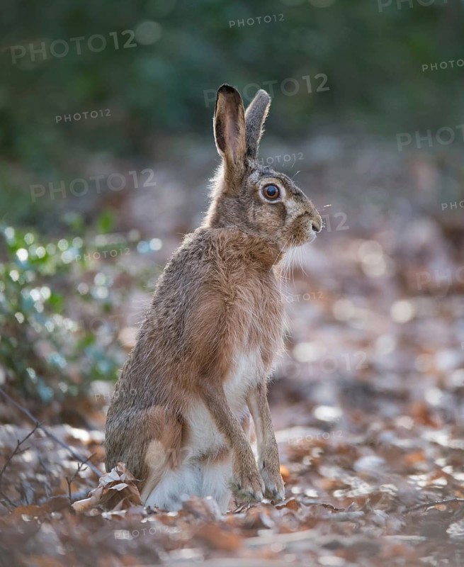 European hare