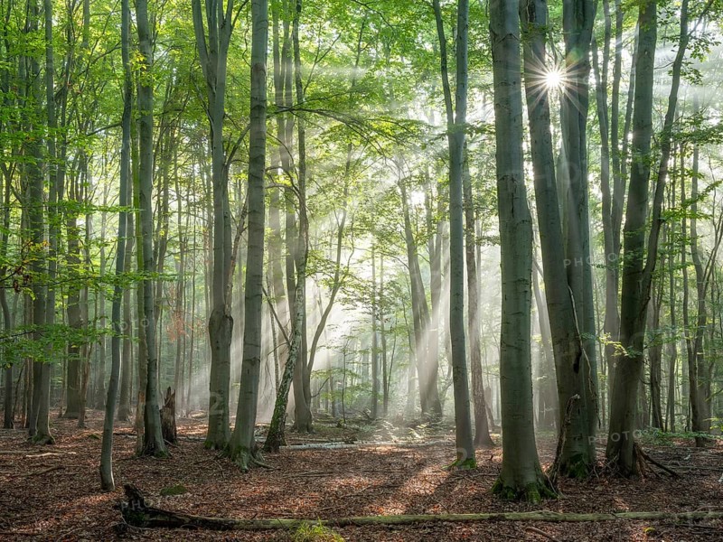 Light-flooded natural old beech forest with deadwood
