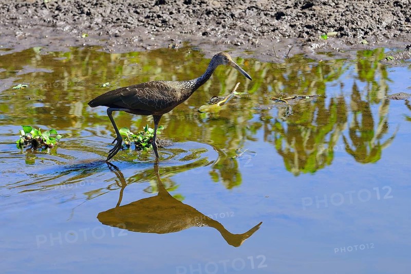 Limpkin