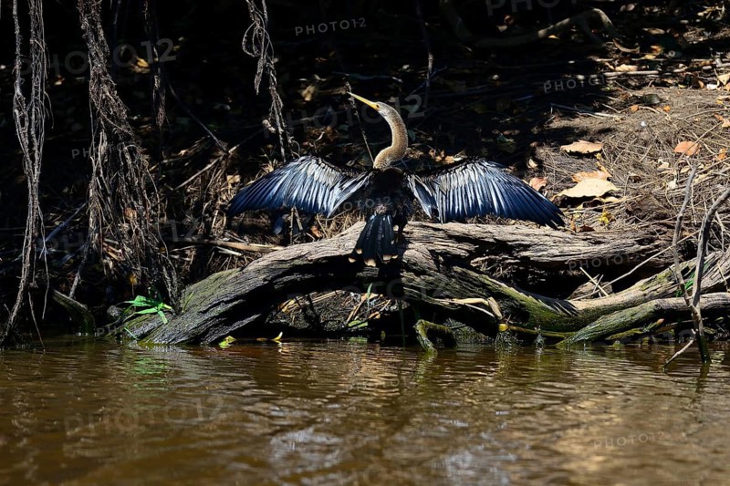 Anhinga