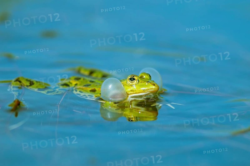 Marsh frog