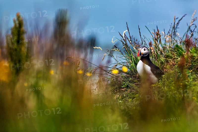 Single puffin