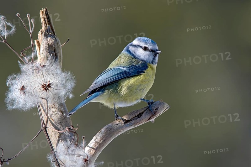 Blue tit