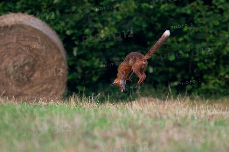 Red fox