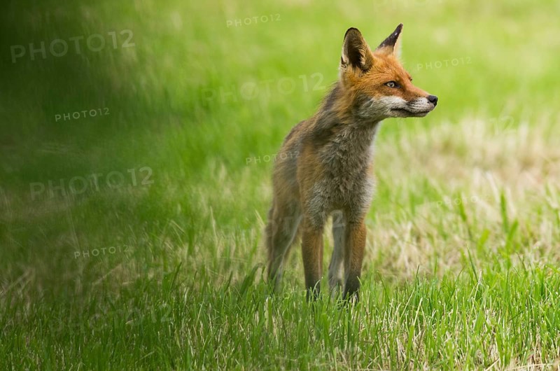 Red fox