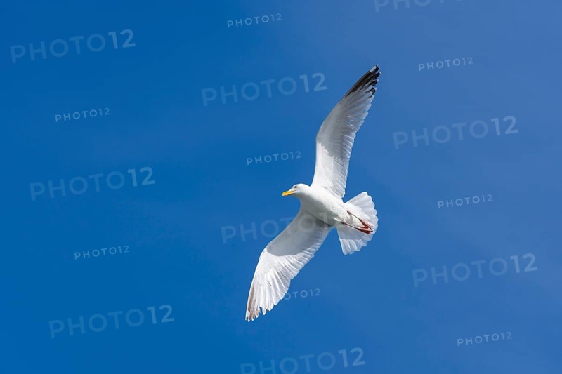 Silver gull in flight