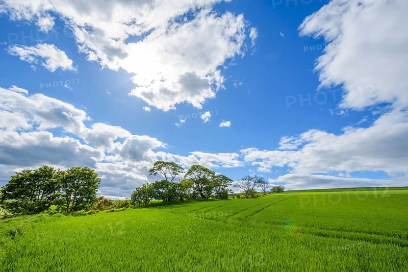 Countryside in spring