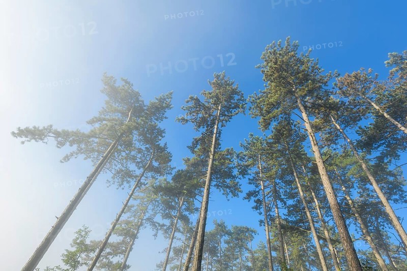 View in the tree tops of a pine forest in the morning with fog