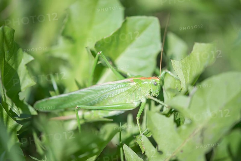 Great green bush cricket
