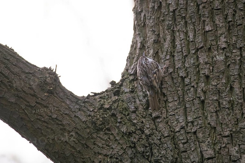 Short-toed treecreeper